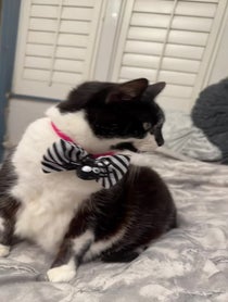 Poster for Birthday video from Big Kitty Puss Puss