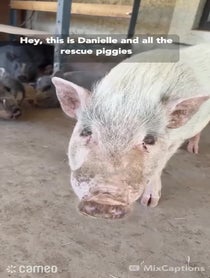 Poster for Intro video video from Better Piggies Rescue