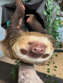 Poster for Pep Talk video from Dunkin the Two Toed Sloth