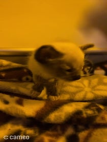 Poster for Intro video video from Mini Misfits Kitten Rescue