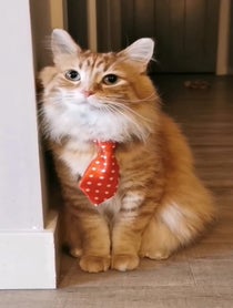 Poster for Birthday video from Walter the Catt