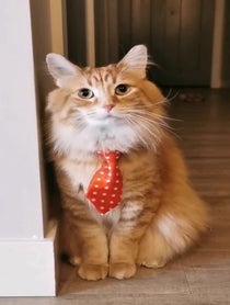 Poster for Birthday video from Walter the Catt