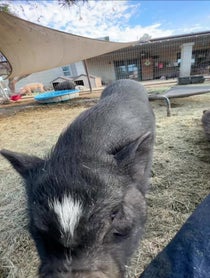 Poster for Other video from Better Piggies Rescue