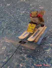 Poster for Birthday video from Twiggy the Water Skiing Squirrel