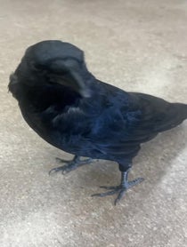 Poster for Fantasy football video from Harriet the American Crow