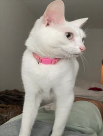 Poster for Birthday video from The Khaleesi Cat