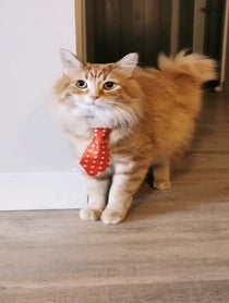 Poster for Other video from Walter the Catt