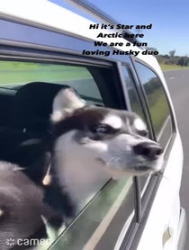 Poster for Intro video video from Star and Arctic