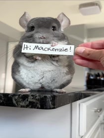 Poster for Birthday video from Chinpals