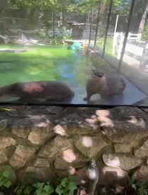 Poster for Birthday video from North American River Otters