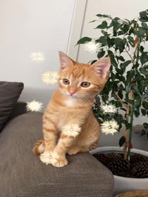 Poster for Other video from kittyshinanigans