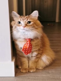 Poster for Pep Talk video from Walter the Catt