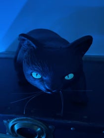 Poster for Birthday video from SpookE Cat