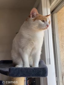 Poster for Intro video video from Emmy the Tabby