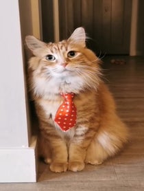 Poster for Pep Talk video from Walter the Catt