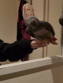 Poster for Other video from Fart Birb