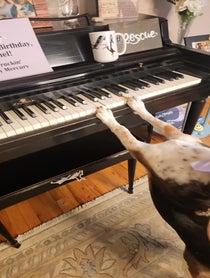 Poster for Birthday video from Pawly Hoops