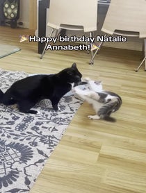 Poster for Birthday video from Chester, Dolly, Karys, and Max