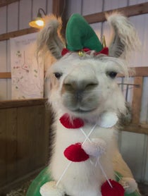 Poster for Holiday video from Prairie Patch Farm Llamas