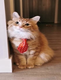Poster for Other video from Walter the Catt