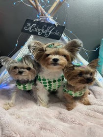 Poster for Birthday video from 3colorfulyorkies