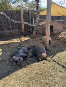 Poster for Other video from Better Piggies Rescue