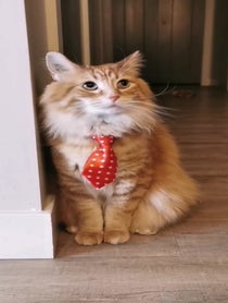 Poster for Birthday video from Walter the Catt