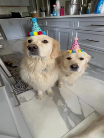 Poster for Birthday video from Along Came Polly, Rosie and Bubba