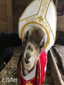 Poster for Intro video video from NY Goat Yoga