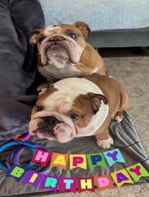 Poster for Birthday video from Bentley & Finn