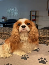 Poster for Other video from Collins the Cavalier