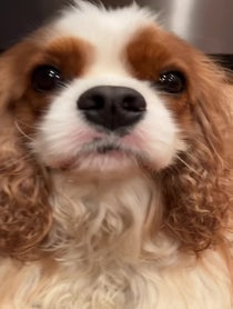 Poster for Other video from Collins the Cavalier