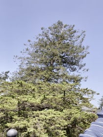 Poster for Roast video from Ryan Drummond