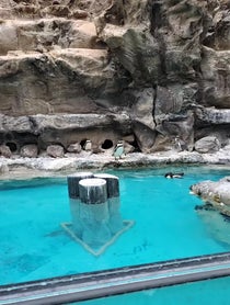 Poster for Birthday video from Brookfield Zoo Chicago