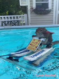 Poster for Other video from Twiggy the Water Skiing Squirrel