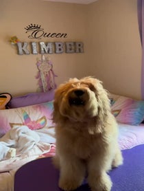 Poster for Birthday video from Kimberthedoodlequeen