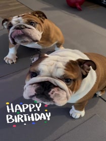 Poster for Birthday video from Bentley & Finn