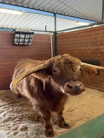 Poster for Birthday video from Buckley The Highland Cow