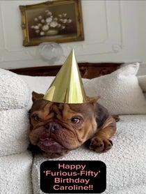 Poster for Birthday video from Maddy ‘Furious Dog’ - Angry Pup - Little Miss Furious