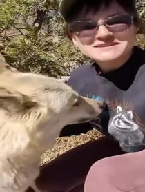 Poster for Pep Talk video from Wild Spirit Wolf Sanctuary