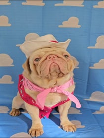 Poster for Other video from Milkshake The Pug