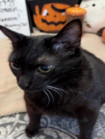 Poster for Other video from Manny Halloween Cat