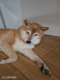 Poster for Intro video video from Shiba Tommy