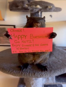 Poster for Birthday video from Peanut the Squirrel