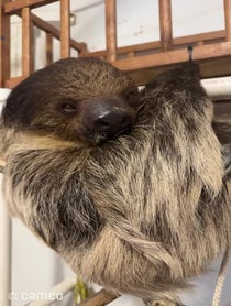 Poster for Intro video video from Enzo the pet sloth