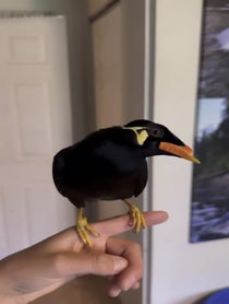 Poster for Gift video from Argyle The Mynah