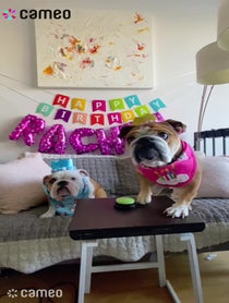 Poster for Intro video video from Walter & Chandler The English Bulldogs