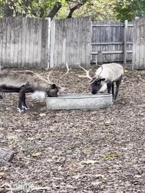 Poster for Intro video video from Brookfield Zoo Reindeer