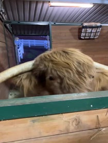 Poster for Other video from Buckley The Highland Cow