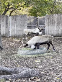 Poster for Birthday video from Brookfield Zoo Reindeer